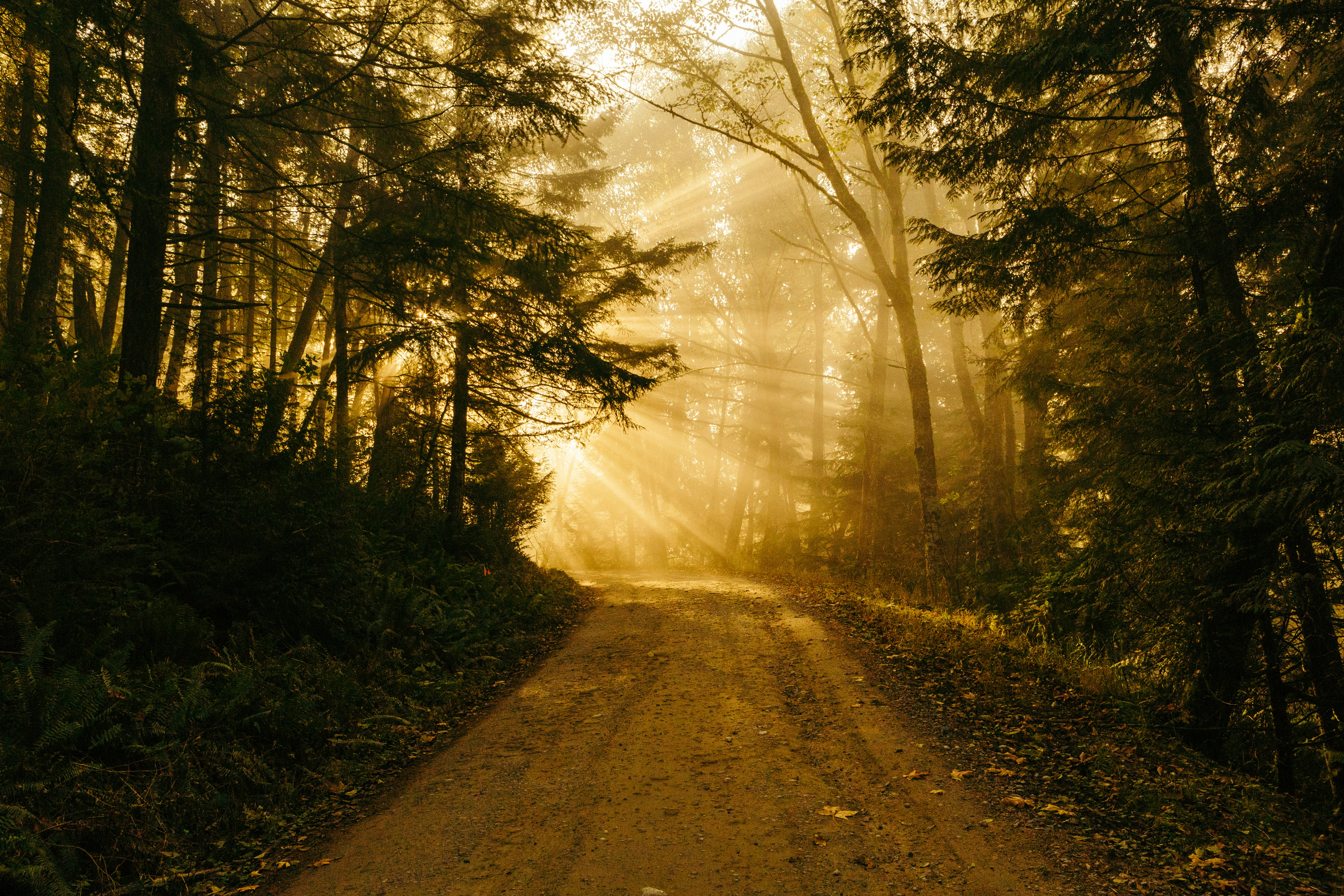 Photo by Patrick Fore on Unsplash, https://unsplash.com/photos/pathway-between-trees-74TufExdP3Y